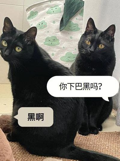 遇到黑猫|遇见黑猫是好是坏？真的不重要，重要的是心里暗示